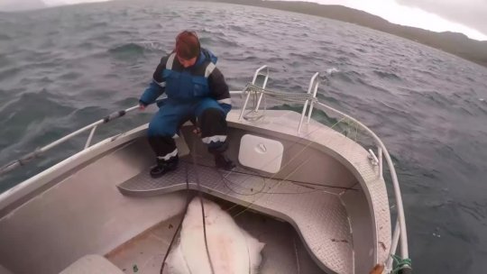 Spearfishing in Halibut Paradise  Kveit camp