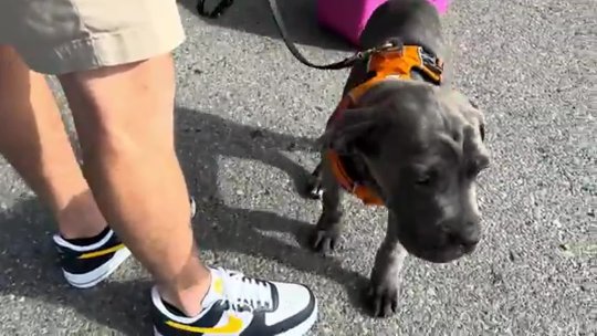 How to make your dog pay attention